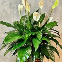 PLANTS